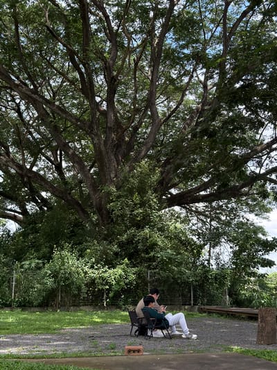 In Tambon San Phi Suea, Thailand, two individuals are seated in folding chairs on a gravel path beneath a massive, sprawling tree with a dense canopy of leaves. The person on the left wears a light brown long-sleeved shirt and dark pants, looking at their phone. The person on the right wears a dark green hoodie, light gray sweatpants, and white sneakers, also engaged with their phone. In front of them, to the left, is a black backpack. To the right of the individuals, a rough-hewn tree stump stands upright. The background features lush green foliage, a metal fence, and a wooden structure. The ground is covered in gravel and grass. The scene suggests a tranquil, outdoor setting.