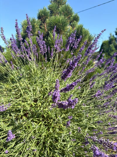 A close-up, eye-level shot captures a blooming lavender plant under a clear blue sky in Самахвалавіцкі сельскі Савет, Belarus. The lavender is dense and bushy, with numerous purple flower spikes reaching upwards. The background features the soft, green needles of a pine tree, its foliage out of focus, creating a bokeh effect. A thin black wire stretches diagonally across the upper portion of the image, likely a utility line. The lighting suggests a sunny day, casting subtle shadows on the plant's leaves and stems.