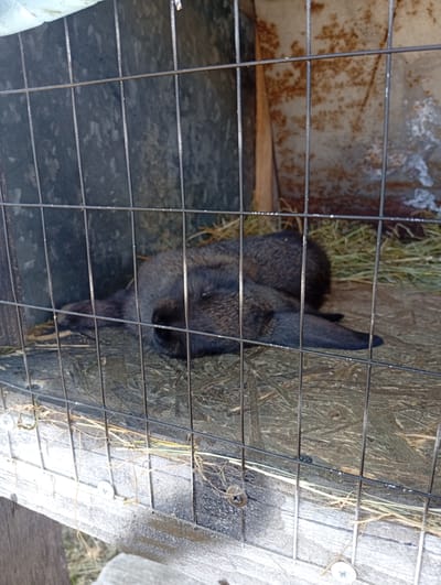 The image shows two dark-furred animals, likely rabbits, lying down inside a cage. The cage appears to be constructed of wire mesh and possibly wood. The animals are resting on a floor covered with some straw or hay. The background of the cage shows a rough, metallic or wooden surface, possibly a wall, with some discoloration and rust. The image is taken from a slightly elevated angle, looking down into the cage. The animals are positioned near each other, with one appearing to be partially on top of the other. No people are visible in the image. The environment appears to be outdoors, as suggested by the lighting and the general state of the cage.