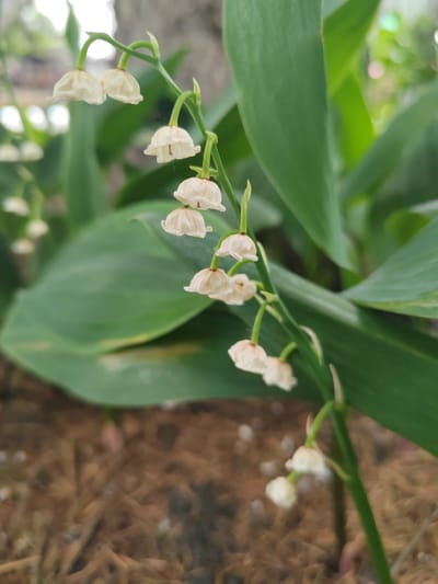 The image shows a close-up of a stem with multiple white, bell-shaped flowers, likely lily of the valley, in a garden or natural setting. The flowers are arranged in a drooping manner along the green stem. Behind the flowers, large, green leaves are visible, some slightly out of focus. The foreground shows a blurred ground surface covered with brown, straw-like material and small white specks, possibly pebbles or mulch. The background is a soft blur of green foliage and light, suggesting an outdoor environment. There are no people or animals visible in the image. The scene appears to be located in the city of Пригородный, Russia, within a natural or cultivated outdoor space.