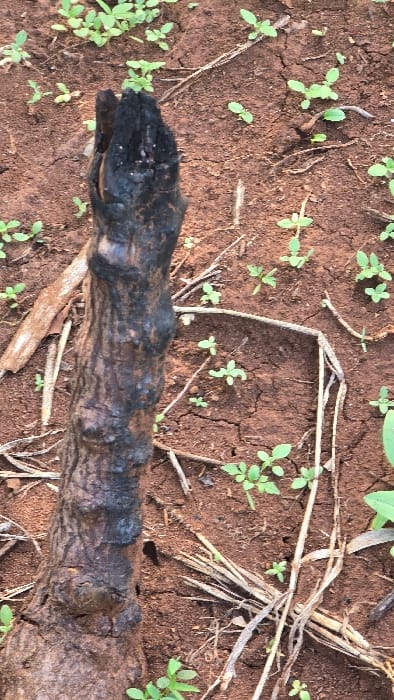 The image provides an overhead view of reddish-brown soil, which appears dry and cracked in several areas. A prominent dark, gnarled piece of wood or branch lies horizontally across the mid-ground. This wood exhibits a rough, bumpy texture and appears partially charred, with the end on the left side being noticeably darker and more intensely blackened.
Numerous small, light green plant sprouts, possibly young weeds or seedlings, are scattered across the soil, indicating recent growth. There are also strands of dry, light-colored plant matter, resembling straw or dead grass, mixed with the soil. The scene suggests a natural or possibly agricultural environment under dry conditions. No specific activity is taking place, and no people or animals are visible. The time of day appears to be daylight, and there is no visible text. The reddish soil and young plant growth are consistent with landscapes found in regions like Shimbi Mashariki, Tanzania.