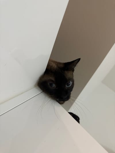 A Siamese cat with striking blue eyes peeks from behind a white surface, possibly a cabinet or furniture. The cat's fur is dark brown on its face and ears, with lighter brown markings on its body, typical of the breed. Its whiskers are long and prominent, fanning out from its muzzle. The background is a neutral, muted beige, suggesting an indoor setting. The composition is a close-up shot, focusing on the cat's face and upper body, creating a sense of intimacy and intrigue. There are no discernible landmarks or clues within the image that would indicate a specific location in Agios Dimitrios, Greece. The scene is static, with the cat appearing to be observing something from its concealed vantage point.