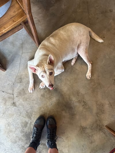 A light-colored dog lies on a concrete floor, looking up toward the viewer. The dog's body is curled into a C-shape, with its tail extended and legs outstretched. A wooden chair leg is visible on the left. To the right are two feet clad in black combat boots, the person standing above the dog. The floor has a textured, slightly cracked surface. The light source is likely overhead, creating soft shadows.