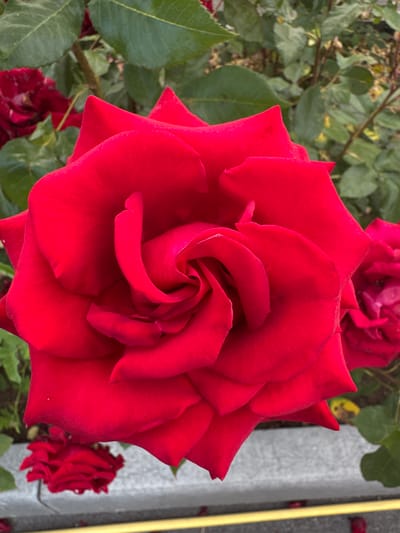 A close-up, top-down view captures the intricate spiral of a vibrant red rose in full bloom. The velvety petals, some with subtly pointed tips, overlap to create a deep, swirling center. The rose is set against a backdrop of lush green leaves and other red roses, suggesting a garden setting. To the right of the main subject, a textured gray surface and a bright yellow stripe are visible, possibly indicating a border or decorative element within the garden. The lighting suggests daytime, and the overall impression is one of natural beauty and serenity. There is no visible text in the image.