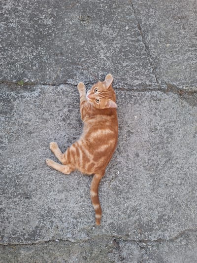 An orange tabby cat is lying on its back on cracked concrete, with its paws extended upwards and to the left. The cat's body is positioned diagonally in the frame, facing towards the top right corner. Its eyes are open and looking upwards, and its ears are perked. The background is a grey concrete surface with visible cracks and small stones. The scene appears to be outdoors, potentially in an urban environment. The location is the city of Nabran, Azerbaijan.