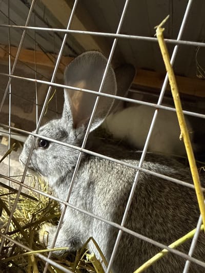 This is a close-up, low-angle, eye-level shot of a grey rabbit in a wire cage with hay. The rabbit's head and front body are visible, facing left. Its ears are erect and one is slightly tilted. The rabbit's eye is dark and visible. A second, lighter-colored rabbit is partially visible behind the first. The cage bars are prominent in the foreground, and a dried plant stem runs diagonally across the image. The background is dark and out of focus, showing wooden structures. The image was taken indoors, likely in a rural setting or a backyard shed, not in the city of Kandry, Russia.