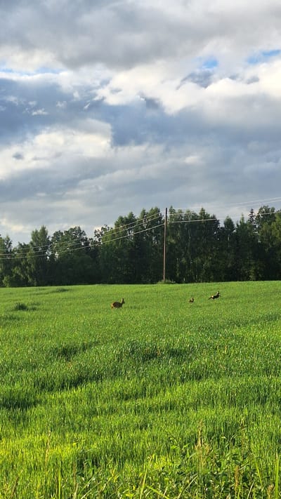 A vertical, medium shot shows a field of green grass under a cloudy sky. Three roe deer are present in the field, one in the left midground facing right, and two in the right midground, one a fawn to the left of a leaping deer. A line of trees forms the background, with a wooden utility pole and power lines running across the scene. The sky is filled with dramatic clouds, with patches of blue visible. The overall impression is one of a natural landscape with signs of human infrastructure.