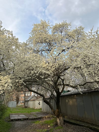 The image presents a view of a blossoming tree, likely a fruit tree such as a plum or cherry, in full bloom with white flowers. The tree is positioned in an urban or suburban setting, partially obscuring a collection of buildings. The primary structure visible is a gray metal building or shed, potentially a garage or storage unit. The area surrounding the tree is a mix of concrete or paved surfaces, patches of green grass or vegetation, and scattered debris or flower petals. Beyond the metal structure, other buildings are visible, including what appears to be a brick building with air conditioning units and a residential building. The sky is overcast with some visible blue patches. The image's perspective suggests a slightly tilted or unconventional camera angle. The specific location is Dmitrievskaya, Russia.