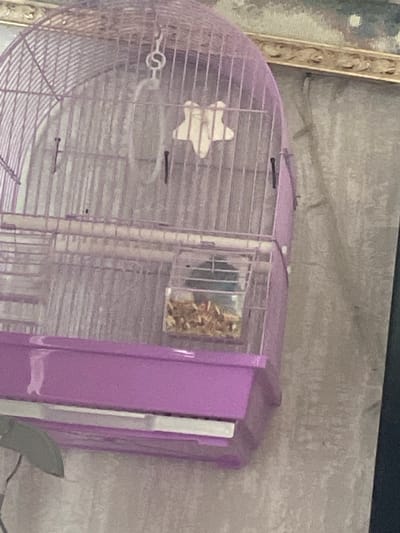 The media file shows a close-up, slightly blurry view of a small, purple birdcage against a textured, grey wall. The cage has a wire mesh construction and a solid purple plastic top and side panel. Inside the cage, there is a white, star-shaped object, likely a toy or perch, and a clear plastic container filled with what appears to be birdseed. A small, possibly blue, object is also visible within the seed container. The overall lighting suggests an indoor setting, with no clear indication of the time of day or weather. There is a decorative, ornate frame on the left side of the image, also out of focus. The scene is static, with no visible activity or people. There is no visible text in the image. The location context provided is Каменка, Russia.