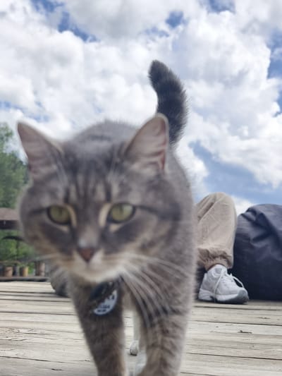 A close-up, low-angle shot captures a gray tabby cat in the foreground, its face blurred and looking directly at the camera. The cat has green eyes and a white collar with a tag. Behind the cat, a person wearing tan pants and white sneakers is visible sitting down, with a dark blue bag to their right. The scene appears to be outdoors, possibly on a wooden deck or pier, with lush green trees and a cloudy blue sky in the background. The overall lighting suggests daytime. The location is identified as the city of Онохино, Russia.