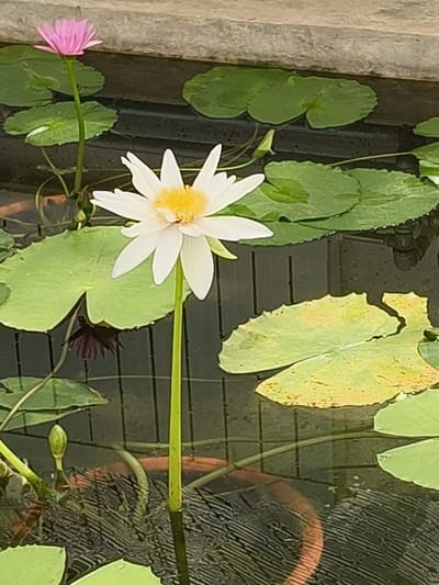 The image shows a white water lily with a yellow center, in bloom, in a pond with several lily pads and a pink water lily with a closed bud, also in the pond. The pond is surrounded by concrete and plants. The image was taken at a location with the coordinates latitude 30.545 and longitude 114.417, which is in Wuhan, China. The water in the pond is clear and there is a reflection of the white water lily on the surface. There is a partial view of a terracotta pot in the lower portion of the image. The scene appears peaceful and serene.