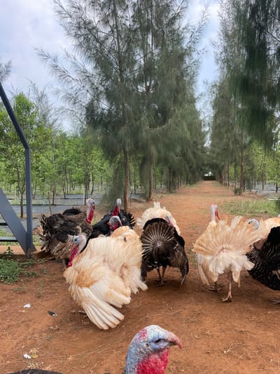 The image displays a group of turkeys in an outdoor, rural setting in Dhundshi, India. The primary subjects are several turkeys, exhibiting a variety of plumage colors including black, white, cream, and brown. Some turkeys are seen with their impressive fanned tail feathers spread, particularly a prominent white one in the mid-ground. The heads of the turkeys show the characteristic red wattles and blue/white skin. One turkey's head with vivid red and blue coloring is particularly noticeable in the foreground, close to the right edge of the frame.
The turkeys are situated on reddish-brown dirt ground, which appears to be part of a path or open area. This path extends into the background, flanked on both sides by numerous tall, slender trees with dense, needle-like foliage, possibly casuarina or pine, creating a sense of depth and an avenue effect. The sky, partially visible through and above the tree canopy, appears overcast or lightly cloudy, suggesting daytime conditions, likely late morning or afternoon.
No specific activity is taking place; the turkeys seem to be passively standing or resting. In the bottom left corner, a dark metal railing or fence structure is partially visible. There is no visible text in the image. The overall scene conveys a peaceful, natural environment.