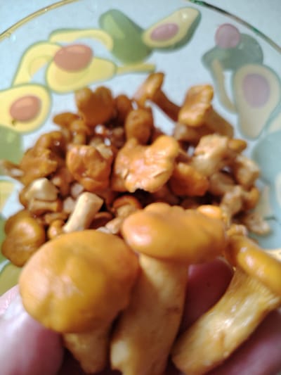 A close-up, slightly blurry photograph shows a person's hand holding several cooked chanterelle mushrooms. The mushrooms are a vibrant orange-yellow color and have a distinct wavy cap shape. They appear to be in a bowl with a decorative pattern of avocados on the rim, against a light blue background. The mushrooms are the primary focus, with the hand and bowl serving as secondary elements. The setting is likely domestic.