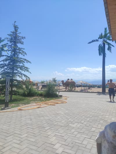 The image depicts a scene at Lake Issyk-Kul in Balykchy, Kyrgyzstan, on a sunny day. A paved walkway in the foreground is lined with grass and trees. Further back, a sandy beach area is visible with tents, beach umbrellas, and what appear to be decorative camel statues. A person is walking away from the camera on the walkway, holding a phone to their ear. In the background, mountains are visible under a clear blue sky with scattered clouds.