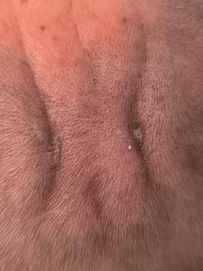 The image is a close-up, macro photograph of human skin, likely a scalp, showing fine hairs and skin texture. There are some subtle indentations or lines in the skin, possibly from pressure or natural creasing. A small, light-colored speck, potentially a minor blemish or dried substance, is visible on the skin surface in the center-right of the frame. The lighting casts a warm, reddish-orange hue across the scene, suggesting artificial light or a warm ambient environment. There are no discernible features or elements within the image that would allow for identification of its location within Rezina, Moldova, or any specific urban context. The image focuses solely on the tactile and visual details of the skin.