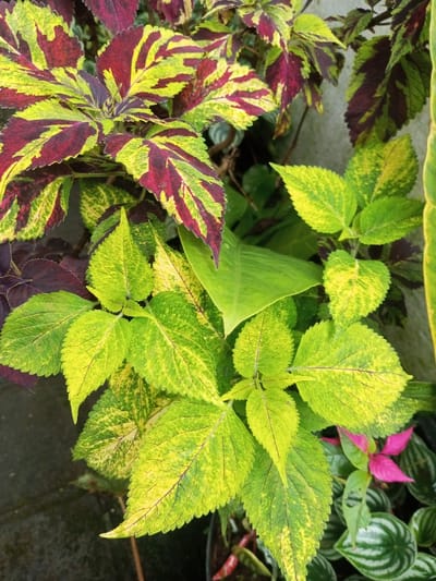 A close-up view depicts a dense arrangement of various foliage plants. No specific urban or geographical location, including Pandaria, India, is identifiable within the frame. The upper and central areas are dominated by plants exhibiting large leaves with a distinct variegation pattern of dark reddish-purple and bright lime green. Below and to the right, another plant displays smaller, ovate leaves that are primarily light green and yellow, with darker green speckles. A larger, solid light green leaf is partially visible deeper within the foliage. In the lower right corner, a separate plant features small, oval leaves with a striped pattern of light green and dark green, among which a single vibrant pink flower with five visible petals is present. The immediate background consists of dark, out-of-focus elements, indicative of soil or plant containers, with a light-colored, textured surface visible in the upper right. No human subjects, actions, or explicit interactions are depicted. The environment is consistent with a cultivated botanical display.