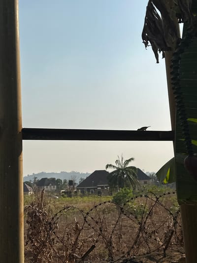 The image captures a daytime scene in Ozalla, Nigeria, looking out over a semi-developed landscape. In the immediate foreground, a weathered vertical pole frames the left side, mirroring a similar pole on the right, which is partially obscured by hanging, dried banana leaves and a stem with developing fruit. A dark, horizontal metal rail connects these two vertical structures, and a small, dark bird is perched on this rail, oriented towards the right. Below the rail, coiled razor wire lies on dry, sparse ground vegetation, indicating a boundary. In the middle ground, several residential structures with dark, sloped roofs are visible amidst scattered trees, including a prominent palm tree. One structure features an elevated water tank. The background consists of hazy distant hills under a clear, pale blue sky, characteristic of a dry season atmosphere. No individuals or direct human interactions are depicted.