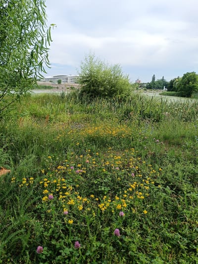 This is a medium shot, eye-level, vertical photograph of a lush meadow dotted with yellow and purple wildflowers. The meadow is in the foreground, with tall green grass and clusters of small yellow flowers dominating the lower half of the image. Scattered amongst the yellow flowers are a few larger purple clover blossoms. Behind the meadow, a body of water, possibly a lake or river, is visible, partially obscured by tall reeds and cattails. In the distance, beyond the water, a modern, multi-story building with a white facade and curved roofline stands out against a cloudy sky. Further to the right, trees line the distant shore, and a small white statue or monument can be seen. The overall scene is one of a natural landscape adjacent to an urban or developed area. The lighting suggests it might be daytime, possibly overcast or a slightly hazy day, as the sky is bright but without harsh sunlight. The abundance of greenery and flowers evokes a sense of natural beauty and tranquility. No people are visible in the image, and no text is present. The location context suggests this scene is in Târgu Jiu, Romania.