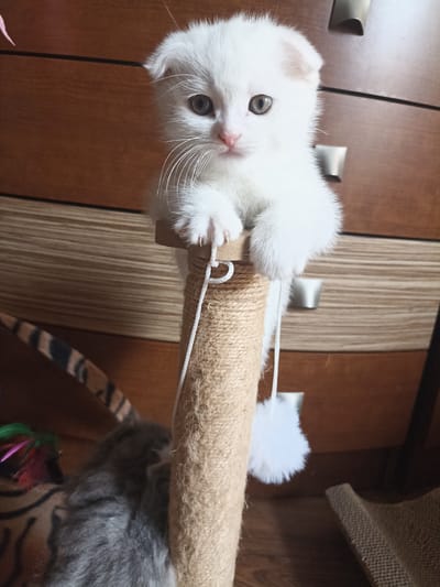 A close-up, eye-level, vertical shot shows a fluffy white kitten with folded ears perched on a scratching post. The kitten's paws are resting on the top of the post, and it is looking directly at the camera with wide, light-colored eyes and a pink nose. Its fur is soft and white, with a slightly fluffy appearance. The scratching post is wrapped in coarse, tan-colored rope and has a white string hanging from it with a small white pom-pom attached. In the background, there is a wooden dresser with silver drawer pulls. To the left of the scratching post, another kitten, this one grey and fuzzy, is partially visible, lying down with a colorful cat toy nearby. The lighting suggests an indoor setting, possibly in the daytime. The overall mood is adorable and innocent, highlighting the cuteness of the kittens. The location is identified as Sosnowiec, Poland.