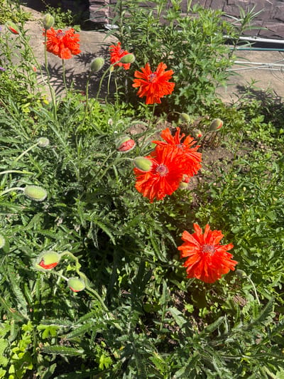 A close-up, eye-level shot captures several bright orange, ruffled poppy flowers in full bloom, interspersed with numerous fuzzy green buds. The poppies are set against a backdrop of lush green foliage and dark soil. In the background, a textured brick wall and a hint of a white fence are visible, suggesting an outdoor garden setting. The lighting indicates it is daytime, with strong sunlight casting shadows. The image does not contain any people or animals. This scene appears to be in a garden in Valdgeym, Russia, based on the context provided.