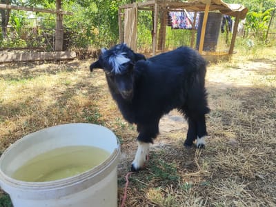 A young, black goat with a white blaze on its forehead and white markings on its legs stands on dry, grassy ground in a rural outdoor setting, possibly in Sultonobod, Tajikistan. To the left of the goat is a large, white plastic bucket filled with light yellow liquid, likely water. In the background, a wooden fence with wire mesh and some vegetation is visible. Further back, a simple wooden structure with a canvas roof, used for shelter or storage, can be seen. Clothes are hanging on the structure. The overall environment appears to be a farm or a rural homestead.