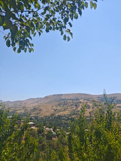 A wide-angle, high-angle shot captures a rural village nestled in a valley in Chorbogh, Tajikistan. The scene is dominated by rolling hills covered in dry brush and scattered trees. The sky above is a clear, bright blue. In the foreground, the leaves of several trees, lush and green, frame the view. These trees appear to be deciduous, with broad, pointed leaves.
The village itself is spread across the landscape, with houses dotting the hillsides. The architecture suggests traditional, simple dwellings, many with visible roofs of varying colors, including some white, light brown, and green. The houses are interspersed with dense patches of green trees and vegetation, indicating a rural, possibly agricultural, setting.
The terrain is uneven, with steep inclines and valleys. The dry, golden-brown hills contrast with the vibrant green of the village's trees and foliage. The overall impression is of a peaceful, remote community existing in harmony with its natural surroundings. No people or animals are visible in the frame, focusing the viewer's attention on the landscape and the village structures.