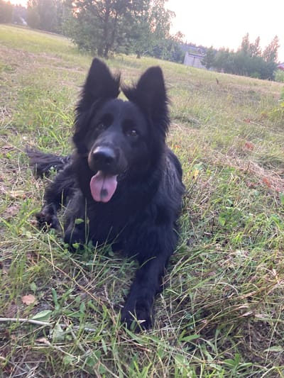 A black German Shepherd dog lies on its side in a grassy field, its tongue lolling out. The dog is the primary subject, positioned in the foreground. The background consists of a gently sloping hill with trees and some distant buildings, suggesting a rural or semi-rural setting. The lighting indicates it is either early morning or late afternoon, with soft, warm light illuminating the scene. The grass is uneven, with patches of dry and green blades, and scattered leaves. The overall impression is one of a relaxed outdoor setting.