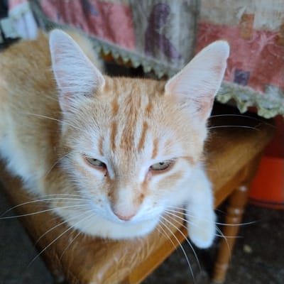 A close-up, overhead shot shows an orange tabby cat sitting on a wooden surface, possibly a chair or table. The cat's head is tilted slightly downwards, with its eyes partially closed. Its fur is light orange with darker tabby stripes on its forehead and down its nose. Long, white whiskers fan out from its muzzle. The background is blurred, but appears to be a patterned fabric, possibly a tablecloth, with areas of pink, beige, and purple. The scene is indoors, and there is no indication of the cat's location within Ovidiopol, Ukraine.