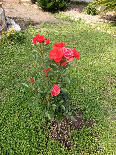 The image captures a close-up view of a vibrant rose bush in a garden. The rose bush features several red roses in various stages of bloom, with a few buds also visible. The plant has lush green leaves and is growing in dark soil, which is surrounded by a dense carpet of small, rounded green leaves, possibly ground cover or clover. In the background, hints of a garden setting are visible, including gravel, more greenery, and a portion of a sago palm. The lighting suggests it is daytime, with sunlight casting shadows and highlighting the bright red of the roses. The overall scene evokes a sense of natural beauty and tranquility. No people or text are visible in the image.