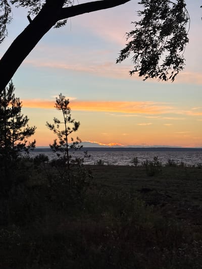 The image depicts a serene natural landscape at dusk, likely overlooking a body of water. Silhouetted against a sky painted with soft hues of orange, pink, and pale blue are the branches of two trees. One tree trunk arcs from the upper left corner, its silhouette stark against the colorful sky, while another tree's foliage hangs down from the upper right. In the middle ground, the dark silhouettes of evergreen trees stand along the edge of the water. The water itself appears choppy, reflecting the twilight sky. The foreground is dominated by dark, grassy terrain with scattered foliage. There are no people or identifiable man-made structures visible. The scene evokes a sense of peacefulness and natural beauty.