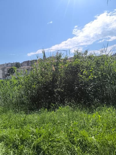 The image shows a view of Chézenas, France, on a sunny day. In the foreground is a patch of tall green grass. Behind the grass is a dense area of taller grasses and bushes, obscuring much of the view. Above these, the rooftops and some walls of houses are visible against a blue sky with scattered clouds. A tall church spire can be seen rising above the buildings. The sun is bright in the upper right of the frame.