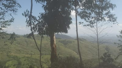 Hills covered in green vegetation stretch into the distance under a bright, clear sky. Several trees frame the foreground, with leaves partially obscuring the panoramic view. Deforestation appears evident on some of the slopes, with visible clear-cut paths. The landscape suggests a natural setting, possibly a rural or mountainous region.