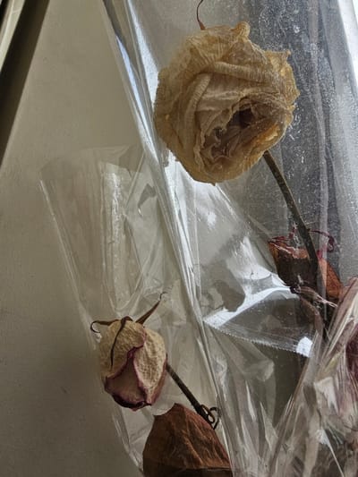 The image depicts dried roses encased in clear plastic, likely a wrapping or protective layer. One rose is a pale yellow, fully open, and positioned in the upper left. Another, with faded pink edges, is smaller and partially closed, situated in the lower right. Brown, dried leaves and stems are also visible. The background features a white surface, suggesting a windowsill or similar flat area. The location in Anderlecht, Belgium is not discernible from the image.