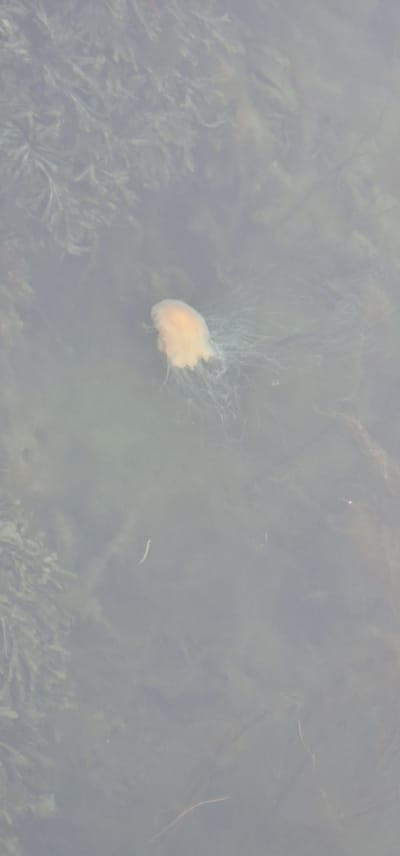 An orange jellyfish with translucent tentacles floats in murky water, likely near the city of Volda, Norway. The water contains green plant life that is blurry due to the water's murkiness. The jellyfish is the only prominent subject in the image.