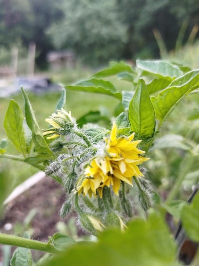 A close-up, low-angle shot captures a cluster of yellow tomato flowers and buds on a stem, partially obscured by bright green leaves in the foreground. The flowers are in various stages of bloom, with some fully open and others still tightly furled. The stems and buds are covered in fine, white hairs. The background is softly blurred, showing a garden setting with green foliage and hints of wooden structures. The image was taken outdoors in the daytime, likely in a rural area based on the natural surroundings. The location is specified as Баравухскі сельскі Савет, Belarus, suggesting an agricultural or semi-rural setting.