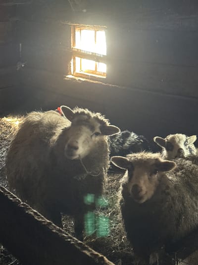 A low-angle shot, taken indoors, features three sheep stacked on top of each other near a hay pile, positioned in front of a sunlit window. The sheep, which are the primary subjects, have light-colored faces and dark, wooly bodies. The window is small, rectangular, and emits a bright light that illuminates the left side of the frame. The interior walls are dark, suggesting a rustic or aged structure. A thick rope is visible on the right side of the frame. The image composition creates an upward perspective, focusing on the sheep and the window above them.
There is no indication from the image that this photograph was taken in the city of Кипчак, Russia.