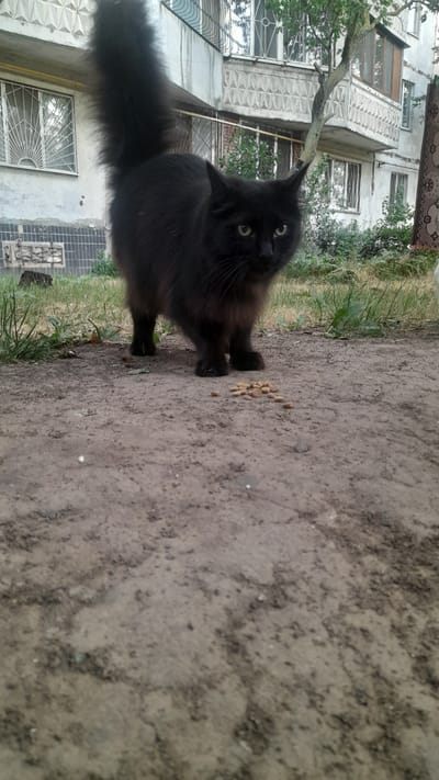 A black cat with long fur and green eyes stands on a dirt path next to a pile of kibble. The cat is looking up and to its left, with its ears perked. The background shows a light-colored, multi-story building with balconies and windows. There are some trees and green grass visible. The image is taken outdoors during the day. The scene appears to be in a residential area in Kryzhanivka, Ukraine, based on the architecture and vegetation. The cat seems curious and possibly waiting for food. There is no visible text in the image.