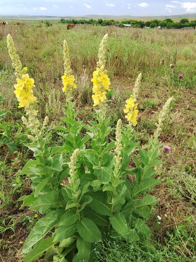 In a field near Krasnostepnovskoye, Russia, a cluster of tall, flowering plants with large, fuzzy green leaves and bright yellow blossoms stands prominently in the foreground. The plants exhibit a characteristic spike-like arrangement of flowers. The background depicts a vast, grassy meadow dotted with smaller wildflowers and dry brush. In the distance, a herd of cattle grazes, and a line of trees marks the horizon, beyond which are rolling hills under a partly cloudy sky. The scene is a natural, rural landscape.