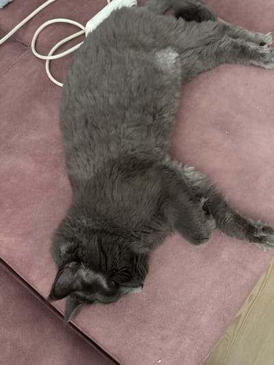 The image shows a grey cat sleeping on a dusty rose colored sofa. The cat is lying on its back with its paws in the air, suggesting it is in a deep sleep. The cat's fur is long and appears soft. The sofa is textured and has a slight sheen to it. A white cable with a few loops is visible to the left of the cat. The background shows a section of a wooden floor, indicating an indoor setting. The lighting is soft and diffused, suggesting it might be daytime but the exact time of day is unclear. There are no people visible in the image. The cat appears relaxed and comfortable, indicating a peaceful moment.