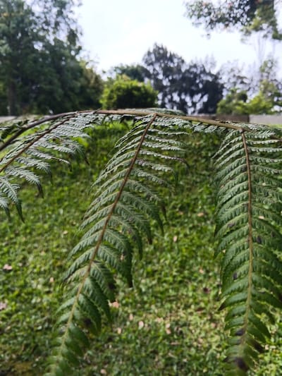 The image depicts a close-up view of several green fern fronds, sharply in focus, at Bangalum Bridge, Papua New Guinea. The fronds, displaying numerous pinnules, exhibit some dark, irregular spots on their surfaces. In the midground, an out-of-focus expanse of green grass is visible. The background consists of blurred, dense foliage and trees under a bright, possibly overcast, sky. No individuals, man-made objects, actions, or interactions are present in the scene.