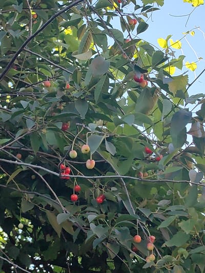 This media file shows a close-up view of a cherry tree branch laden with ripe and ripening cherries. The cherries are predominantly red, with some appearing to be a lighter, yellowish-red color, indicating they are in various stages of ripeness. They hang from thin stems, clustered together in some areas and sparsely distributed in others.

The background is filled with lush green leaves of the cherry tree, interspersed with glimpses of a clear blue sky. Some of the leaves are catching the sunlight, appearing brighter and more yellow in places. Thin, dark branches crisscross through the frame, providing support for the fruit and foliage. In the upper right portion of the image, some vine tendrils and leaves are visible, suggesting the cherry tree might be growing near other vegetation or a structure.

The lighting suggests it is daytime, likely late afternoon or early morning, given the quality of light. The scene conveys a sense of abundance and the natural beauty of a fruit-bearing tree. There are no people or animals visible. There is no visible text in the image. The location context of Semisvodnyi, Russia, implies a temperate climate suitable for cherry cultivation.
