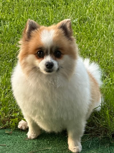 A small, fluffy, tricolor Pomeranian dog is lying on green grass and artificial turf. The dog has a white body, light brown patches on its head and ears, and a dark nose and eyes. It is looking up towards the camera. The background consists of green grass, and the edge of an area covered in artificial turf can be seen on the right. The location is unknown and the presence of the city of Goran, Bulgaria cannot be determined from the image.