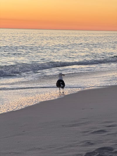 The image, when viewed horizontally, depicts a tranquil beach scene, likely captured during sunrise or sunset in Blouberg, South Africa. The sky, occupying the upper left, displays a soft gradient of peach and warm orange, indicative of the golden hour. Below this, the ocean stretches out, with gentle waves breaking and receding onto the shore. The water's surface shimmers, reflecting the low sun's light in elongated streaks.
In the mid-ground, a single bird, likely a seagull, stands on the wet sand near the water's edge. The bird is facing towards the ocean, presenting its white head and dark back and wings. The foreground shows the damp sand, which reflects the light and displays subtle ripples and textures from the retreating waves. The overall scene conveys a sense of peace and natural beauty. There is no visible text in the image.