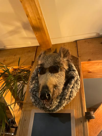 A taxidermied animal head with sunglasses rests on a wooden structure. The animal has light brown and gray fur. Its sunglasses are dark. The wooden structure appears to be part of a larger frame, with visible beams and supports. To the side is a framed black display board. Green plant leaves extend from below the animal mount. The background includes a light-colored wall and glimpses of reflections.