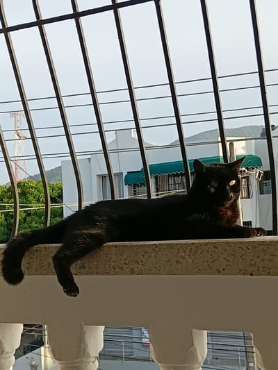 A black cat is lying on a ledge in front of a metal railing. The cat is facing to the right, with its head turned slightly towards the viewer. Its eyes are open and yellow, and its tail is curled around its body. In the background, there are white buildings, green trees, and a distant hill. The scene appears to be a balcony in a city, likely Puerto Plata, Dominican Republic, given the presence of tropical vegetation and architecture typical of the region. The lighting suggests it is daytime, possibly late afternoon due to the warm tones.