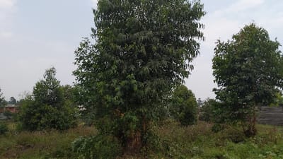 A landscape shows an overgrown field filled with green vegetation and several trees of varying heights. The central tree is tall and full, with distinct leaf patterns. To the right, a smaller tree stands near a partially visible wooden structure. In the background, a few smaller trees dot the scene, and a house can be faintly discerned. The sky is overcast, contributing to the muted color palette of the image.