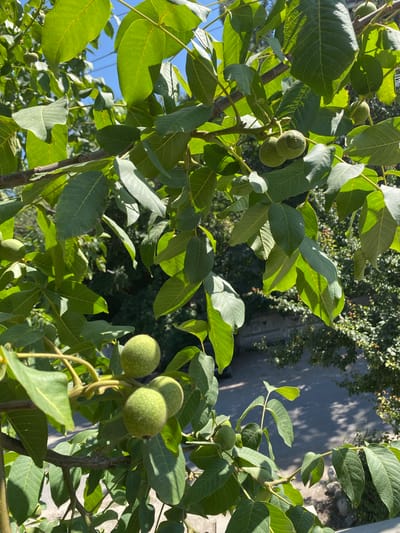 This is an eye-level, medium shot, taken outdoors on a sunny day, of unripe walnuts growing on a tree. The foreground is dominated by lush green walnut leaves and branches, with several clusters of green walnuts visible. Sunlight filters through the leaves, creating dappled shadows. In the background, blurred trees and a paved area, possibly a street or walkway, are visible. The location is identified as Alamüdün, Kyrgyzstan. No people or animals are present in the frame, and no actions or interactions are depicted. The scene is static and focuses on the natural elements of the walnut tree and its fruit.
