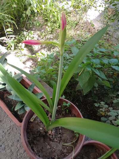 A close-up shot shows a pink amaryllis bud with a long green stem and leaves, planted in a brown pot. The pot is on the ground, surrounded by other plants and dirt. The scene appears to be outdoors, possibly in a garden. The photo was taken in Chust, Uzbekistan.
