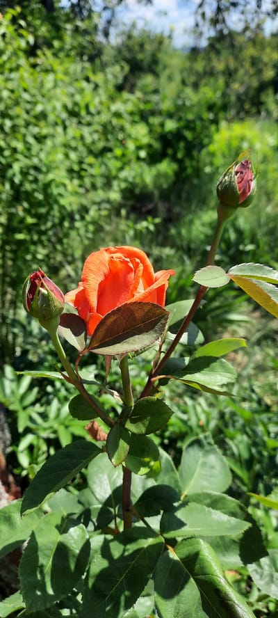 In Danceni, Moldova, a close-up, eye-level shot focuses on a single, vibrant orange rose in bloom. The rose is centrally located, with its petals unfurling in the soft light. To the left and right of the main bloom are two rosebuds, one slightly more developed than the other, both exhibiting a deep reddish-pink hue. The rose plant's stems are a rich, dark brown, adorned with several green leaves, some of which show a reddish-brown venation. The background is a blur of lush green foliage, suggesting a garden or natural setting with a soft focus effect. The sky, visible in the upper portion of the image, is a bright blue with a few wispy white clouds. The overall impression is one of natural beauty and the gentle progression of growth within a tranquil environment.