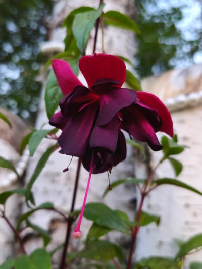 A close-up, eye-level shot captures a single fuchsia flower in bloom, showcasing its deep red and dark purple petals. The flower hangs downwards, with a thin, bright pink pistil extending from its center. Green leaves and stems surround the bloom. The background is softly blurred, revealing the textured, light-colored bark of a tree and hints of green foliage, suggesting an outdoor setting. The location is identified as Kutana, Russia.